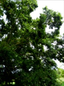 Chêne du Japon à feuilles de châtaignier, Quercus acutissi… 