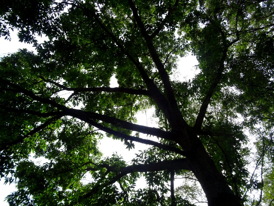 Chêne du Japon à feuilles de châtaignier, Quercus acutissi… 
