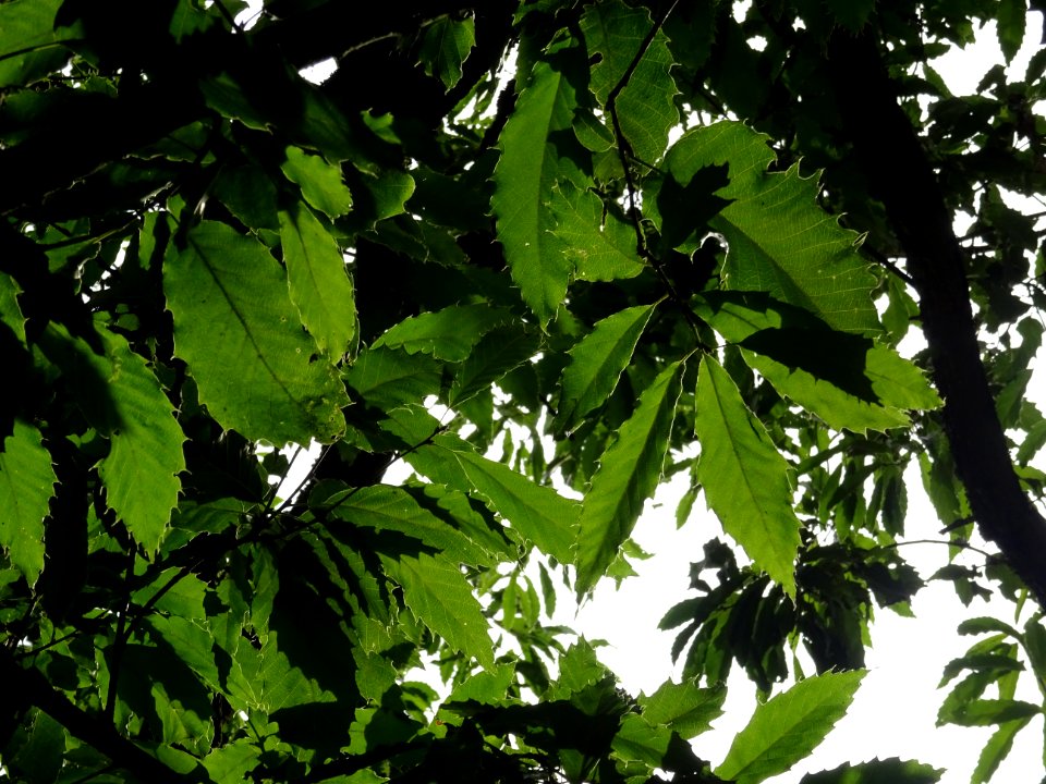 Chêne du Japon à feuilles de châtaignier, Quercus acutissi… 