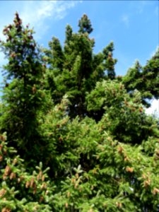 Sapin de Douglas, Pseudotsuga menziesii, Pinacées, Arboret… 