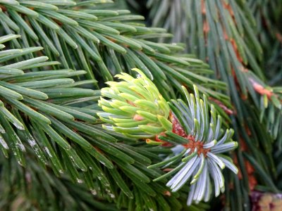 Epicéa de Chine ou Epicéa de Sargent, Picea brachytyla, Pi… 