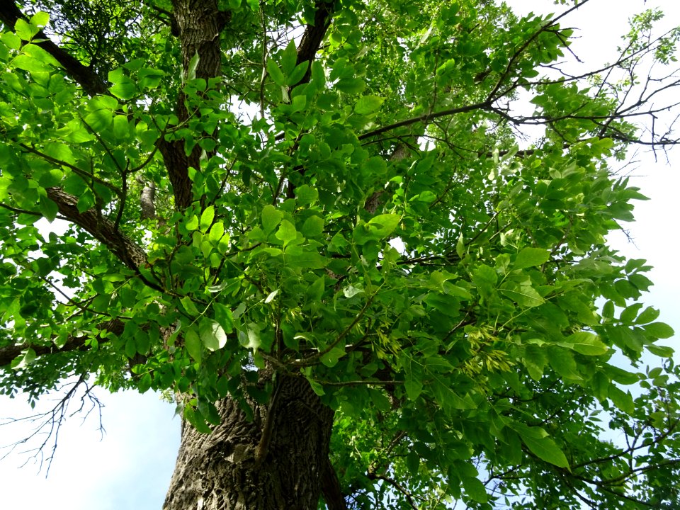 Frêne rouge de Pennsylvanie, Fraxinus pennsylvanica, Oléac… 