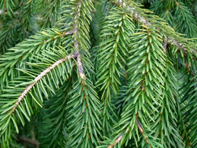 Epicéa de Chine ou Epicéa de Sargent, Picea brachytyla, Pi… 