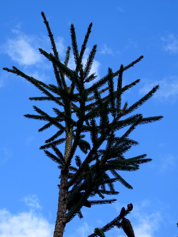 Epicéa de Chine ou Epicéa de Sargent, Picea brachytyla, Pi… 