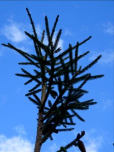 Epicéa de Chine ou Epicéa de Sargent, Picea brachytyla, Pi… 