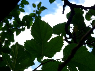 Mûrier à feuilles de platane, Morus bombycis, Moracées, Ar… 