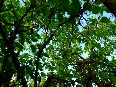 Mûrier multicaule, Morus downing ou Morus multicaulis, Mor… 