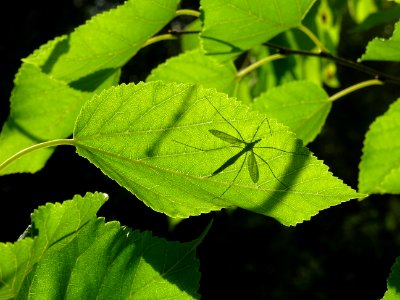 Mûrier multicaule, Morus downing ou Morus multicaulis, Mor… 