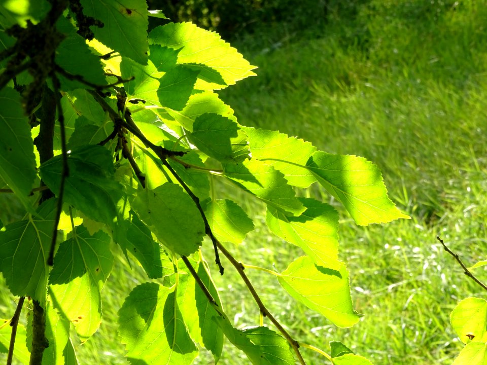 Mûrier multicaule, Morus downing ou Morus multicaulis, Mor… 