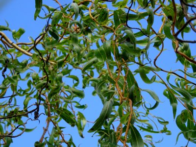 Saule tortueux à bois rouge, Salix x erythroflexuosa, Sali… 