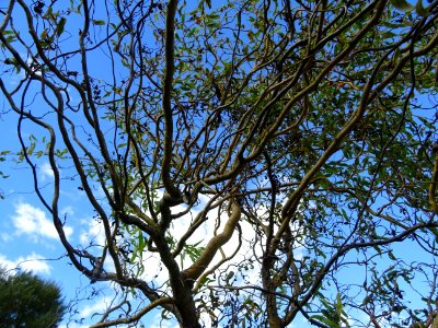 Saule tortueux à bois rouge, Salix x erythroflexuosa, Sali… 