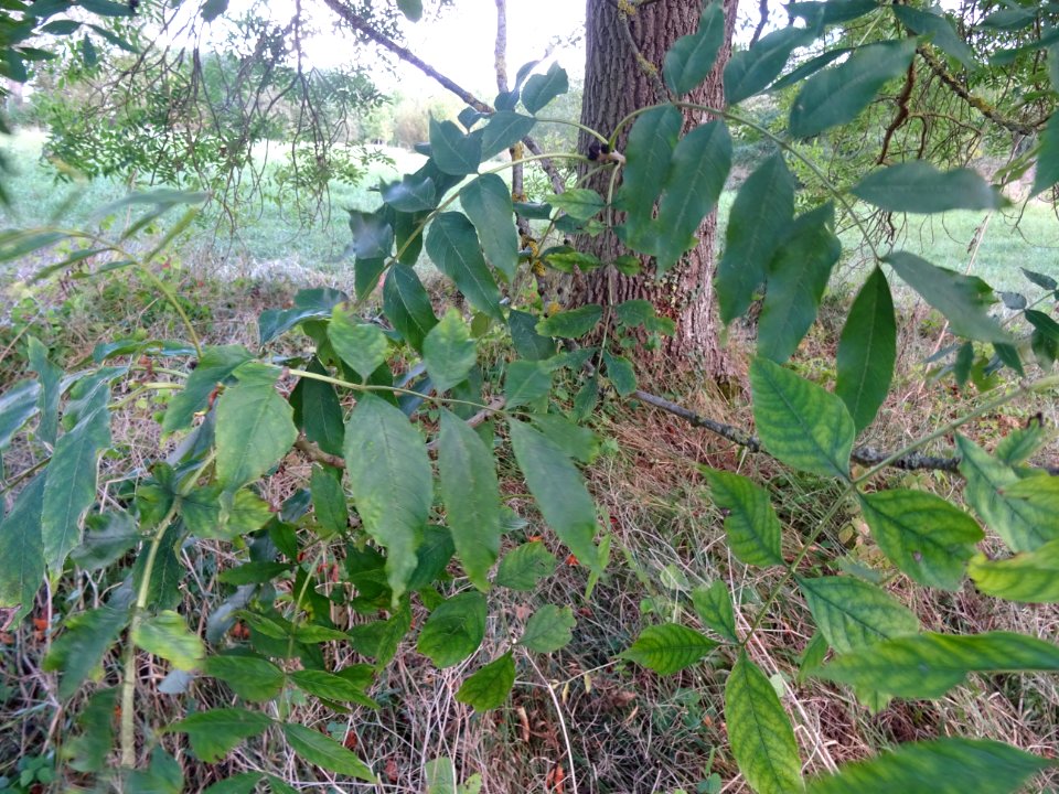 Frêne commun, Fraxinus excelsior, Oléacées, Arboretum de C… 