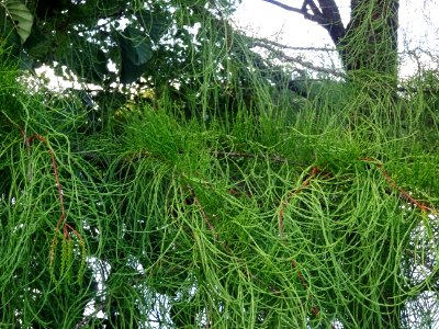 Cyprès chauve des marécages, Taxodium distichum, Taxodiacé… 