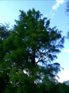 Cyprès chauve des marécages, Taxodium distichum, Taxodiacé… 