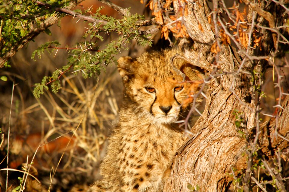 Animal nature wildlife