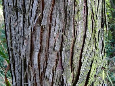 Ecorce du Cyprès chauve des marécages, Taxodium distichum,… 