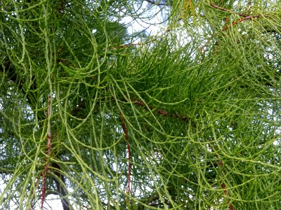 Cyprès chauve des marécages, Taxodium distichum, Taxodiacé… 