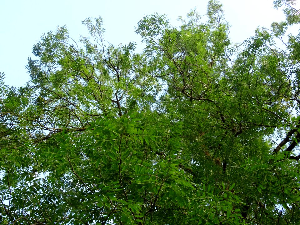 Frêne commun, Fraxinus excelsior, Oléacées, Arboretum de C… 