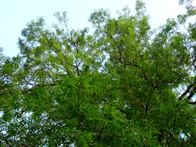 Frêne commun, Fraxinus excelsior, Oléacées, Arboretum de C… 