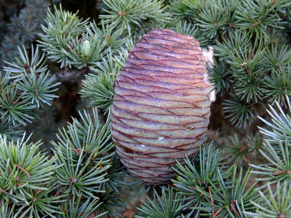 Cône du Cèdre de l'Atlas fastigié, Cedrus atlantica 'fasti… 