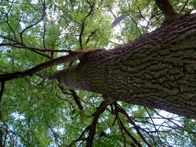 Tronc et branches du Frêne commun, Fraxinus excelsior, Olé… 