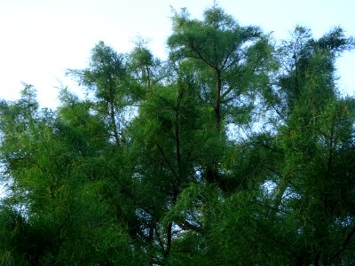 Cyprès chauve des marécages, Taxodium distichum, Taxodiacé… 