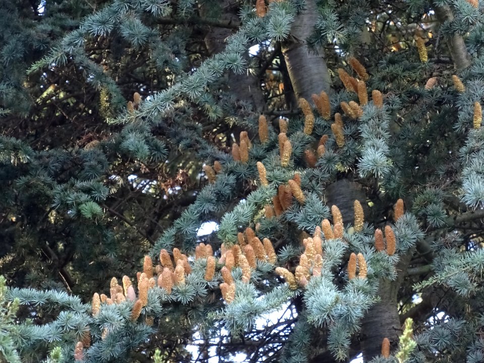 Cèdre de l'Atlas fastigié, Cedrus atlantica 'fastigiata', … 