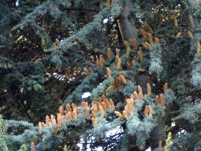 Cèdre de l'Atlas fastigié, Cedrus atlantica 'fastigiata', … 