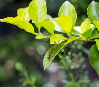 Young nature leaf