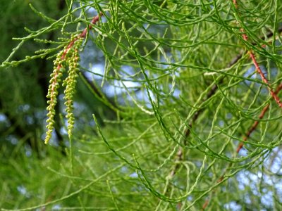 Cyprès chauve des marécages, Taxodium distichum, Taxodiacé… 