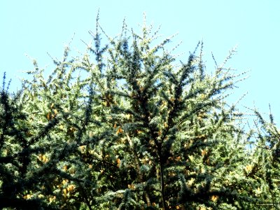 Cèdre de l'Atlas fastigié, Cedrus atlantica 'fastigiata', … 