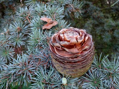 Cône du Cèdre de l'Atlas fastigié, Cedrus atlantica 'fasti… 