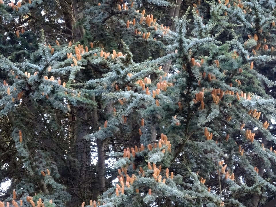 Cèdre de l'Atlas fastigié, Cedrus atlantica 'fastigiata', … 