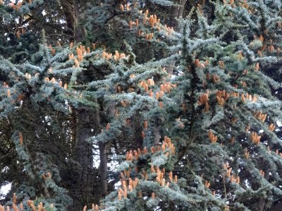 Cèdre de l'Atlas fastigié, Cedrus atlantica 'fastigiata', … 
