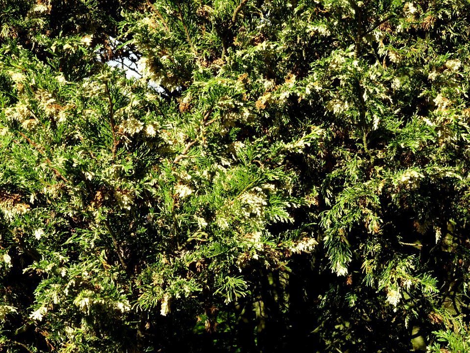 Cyprès de Lawson blanc, Chamaecyparis lawsonia alba varieg… 