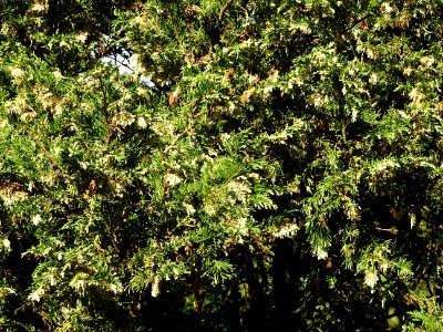 Cyprès de Lawson blanc, Chamaecyparis lawsonia alba varieg… 