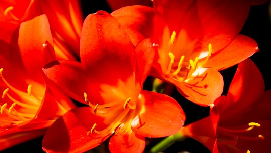 Orange bright garden