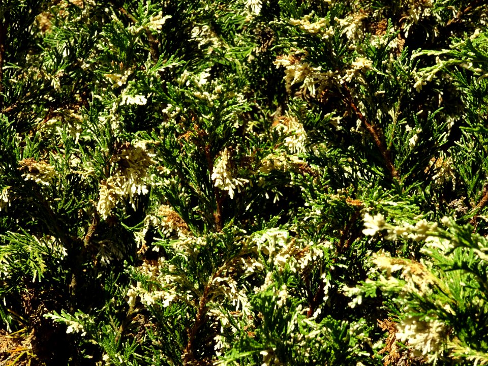 Cyprès de Lawson blanc, Chamaecyparis lawsonia alba varieg… 