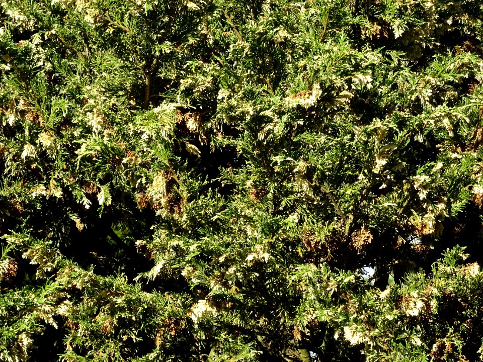Cyprès de Lawson blanc, Chamaecyparis lawsonia alba varieg… 