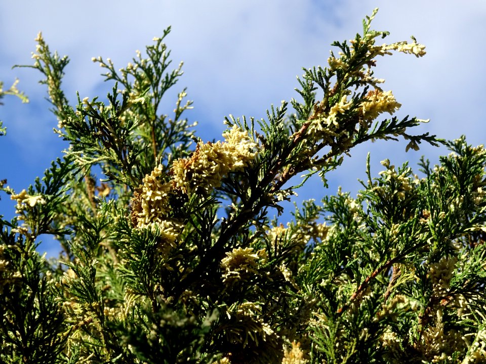 Cyprès de Lawson blanc, Chamaecyparis lawsonia alba varieg… 