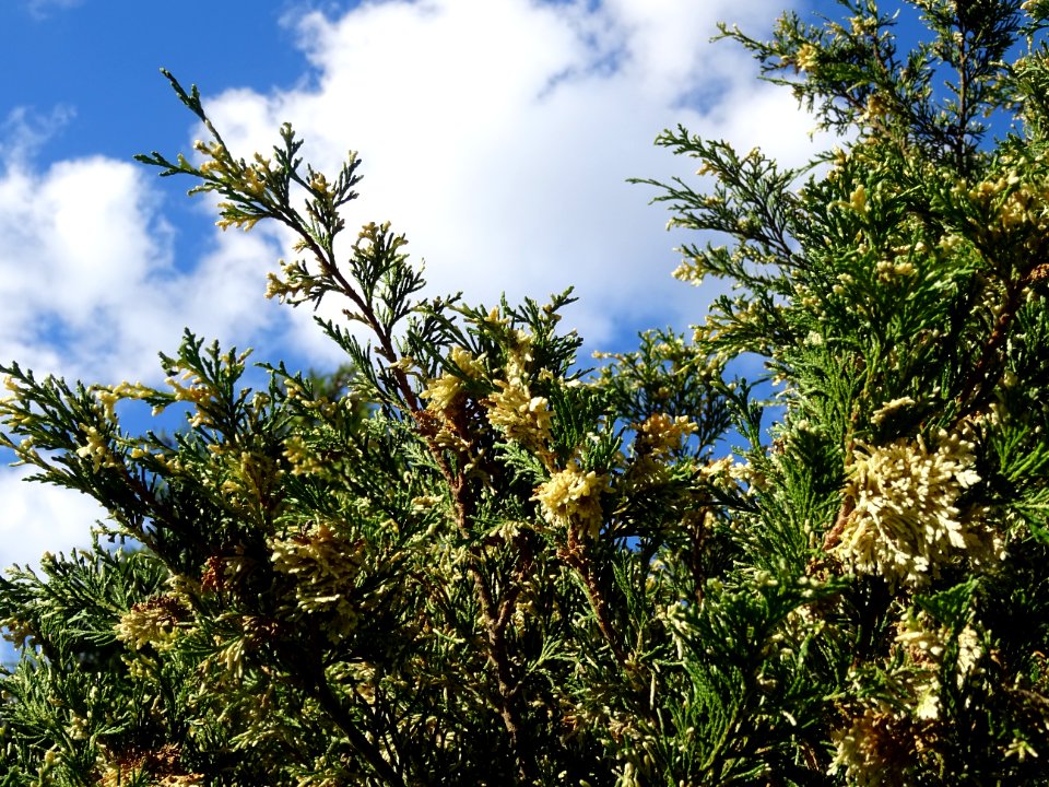 Cyprès de Lawson blanc, Chamaecyparis lawsonia alba varieg… 