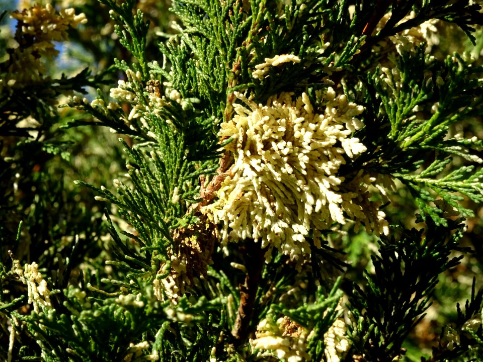 Cyprès de Lawson blanc, Chamaecyparis lawsonia alba varieg… 