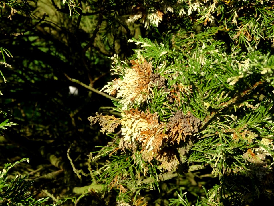 Cyprès de Lawson blanc, Chamaecyparis lawsonia alba varieg… 