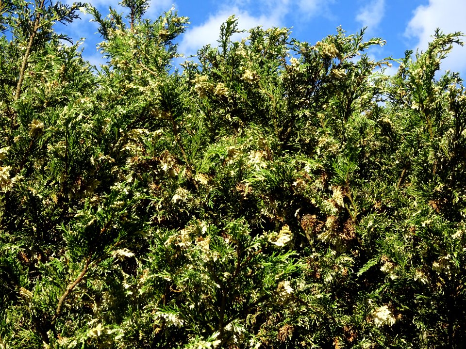 Cyprès de Lawson blanc, Chamaecyparis lawsonia alba varieg… 