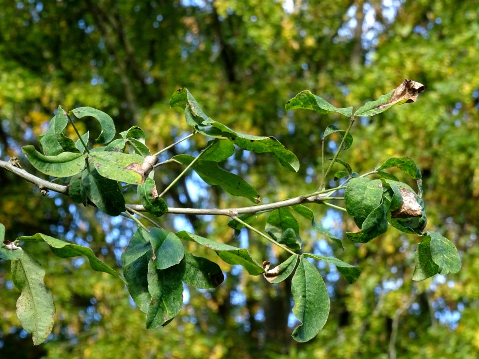 Cytise hybride, Hybride entre Laburnum anagyroïdes et Cham… 