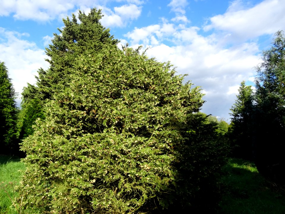 Cyprès de Lawson blanc, Chamaecyparis lawsonia alba varieg… 