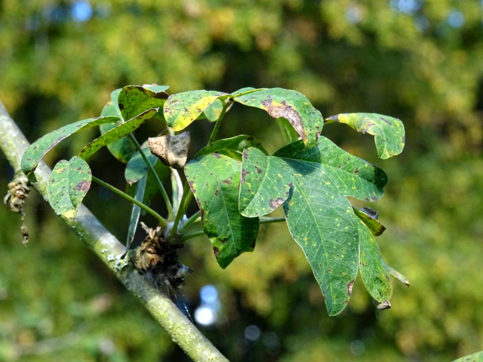 Cytise hybride, Hybride entre Laburnum anagyroïdes et Cham… 
