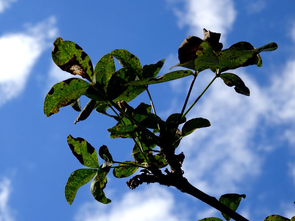Cytise hybride, Hybride entre Laburnum anagyroïdes et Cham… 