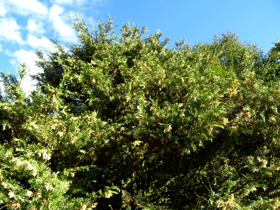 Cyprès de Lawson blanc, Chamaecyparis lawsonia alba varieg… 