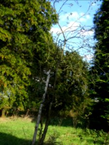 Cytise hybride, Hybride entre Laburnum anagyroïdes et Cham… 